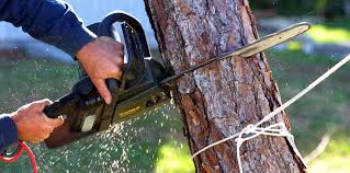 Best Soil Testing and Treatment  in Woodville, TX