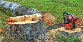 Best Tree Trimming and Pruning  in Woodville, TX
