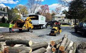 Professional Tree Services in Woodville, TX