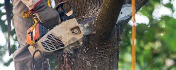 Best Hedge Trimming  in Woodville, TX