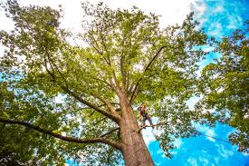 Best Tree Removal  in Woodville, TX