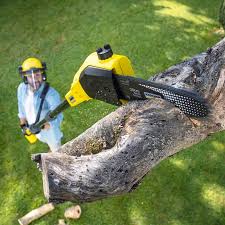 Best Tree Health Inspection  in Woodville, TX