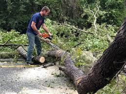 Best Hazardous Tree Removal  in Woodville, TX