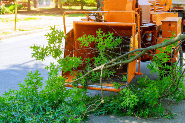 Best Root Management and Removal  in Woodville, TX