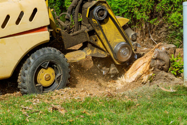 Best Stump Grinding and Removal  in Woodville, TX