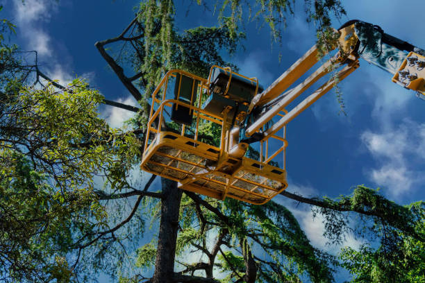 Woodville, TX Tree Services Company