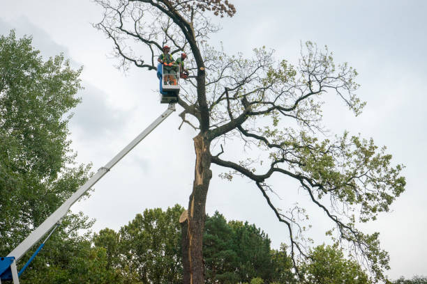 Best Storm Damage Tree Cleanup  in Woodville, TX