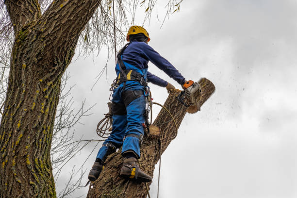 Best Fruit Tree Pruning  in Woodville, TX