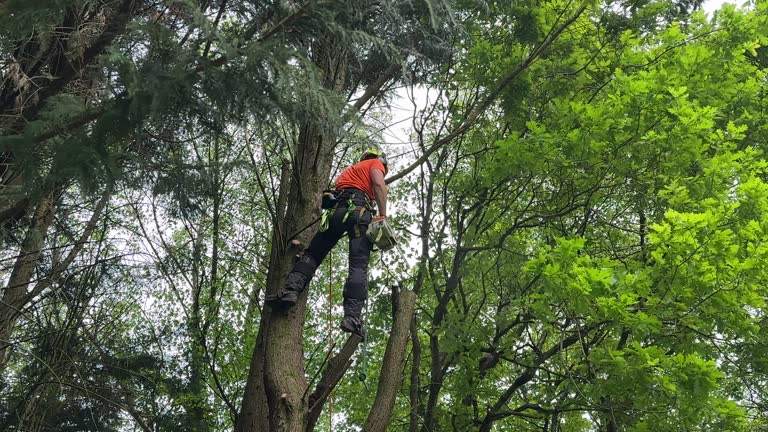 Best Seasonal Cleanup (Spring/Fall)  in Woodville, TX