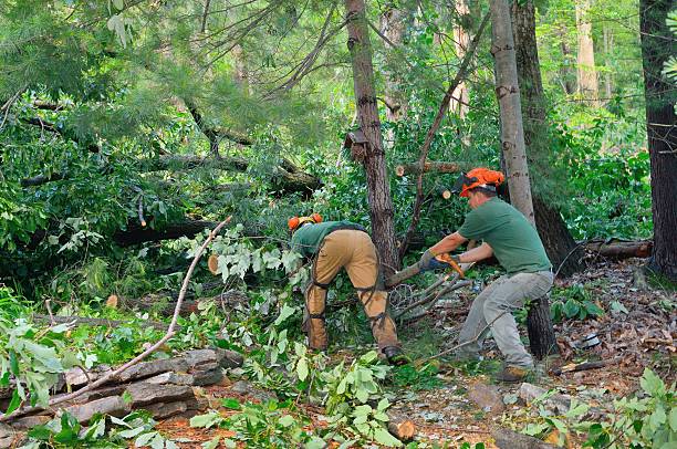 How Our Tree Care Process Works  in  Woodville, TX