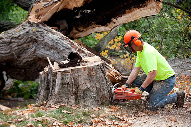 Best Emergency Tree Removal  in Woodville, TX
