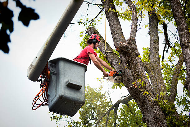 Best Tree Maintenance Programs  in Woodville, TX