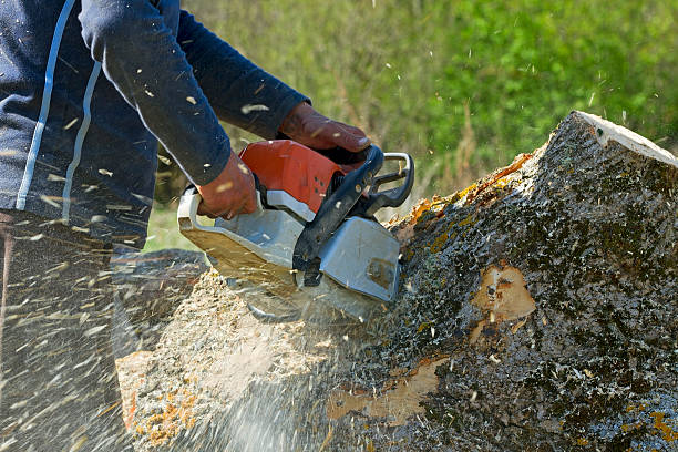 Best Lawn Renovation and Restoration  in Woodville, TX